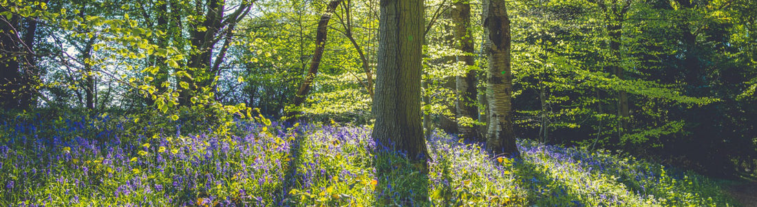 Regional British Crafts: Chilterns