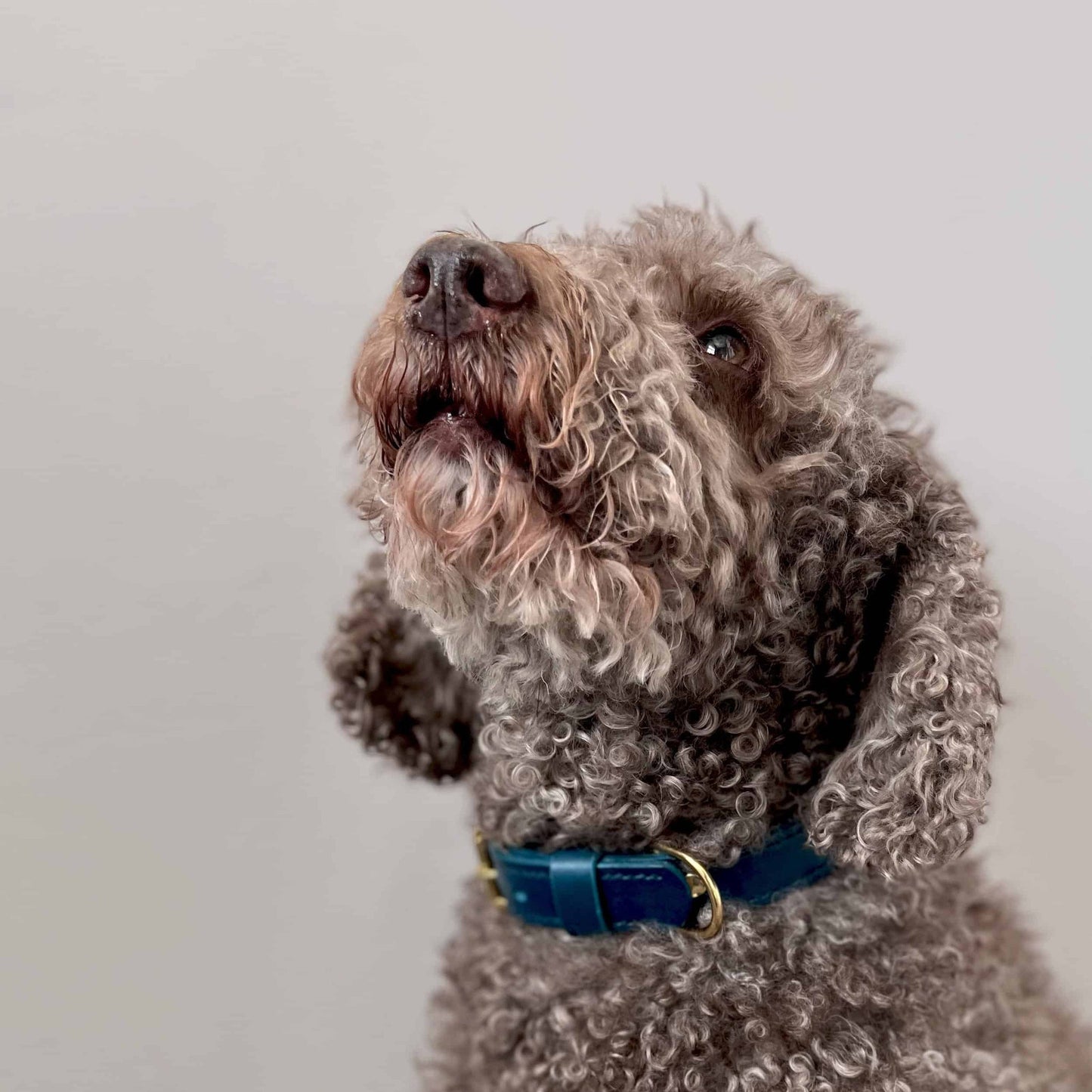 Natural Tan Leather Dog Collar