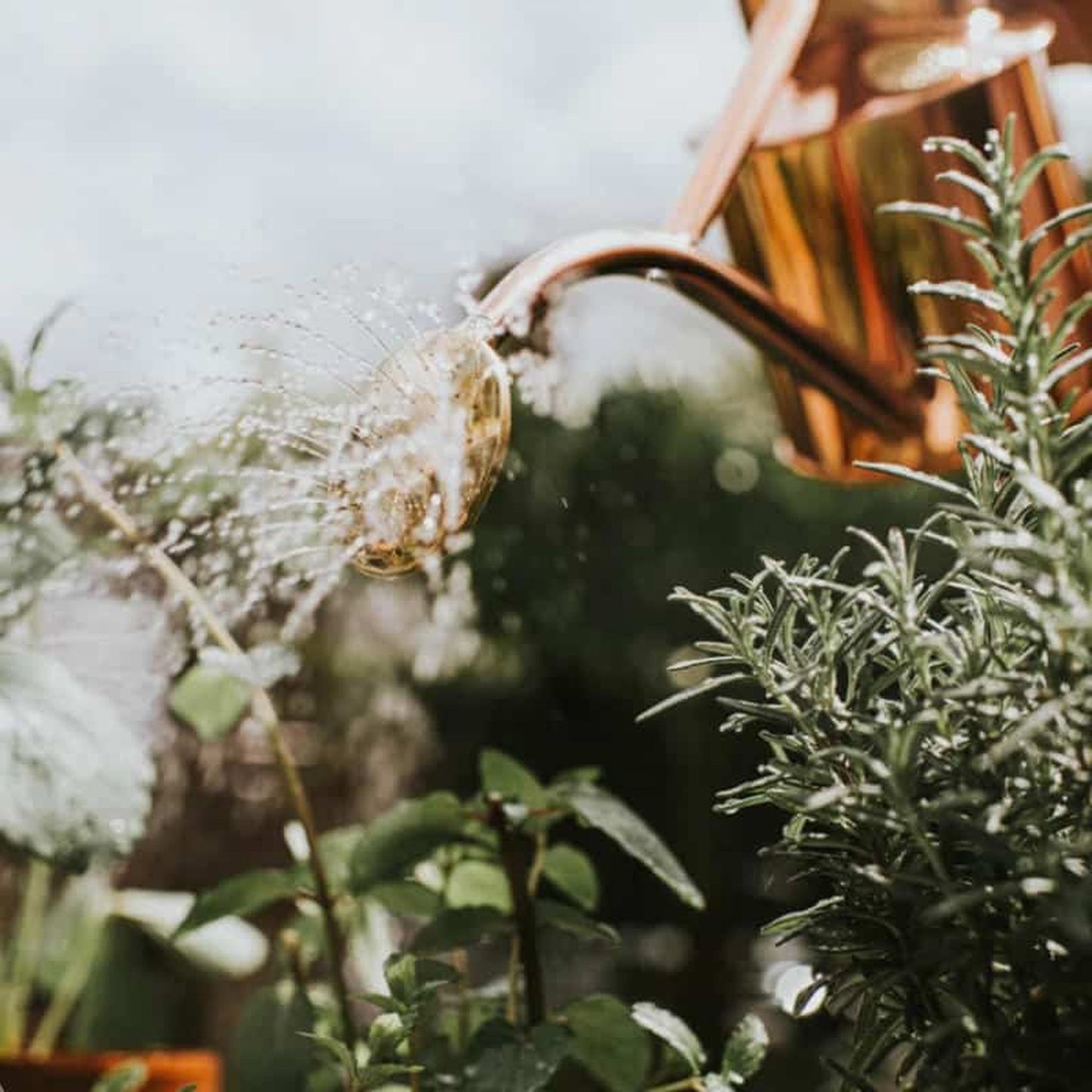 Rowley Ripple - Two Pint Copper Watering Can