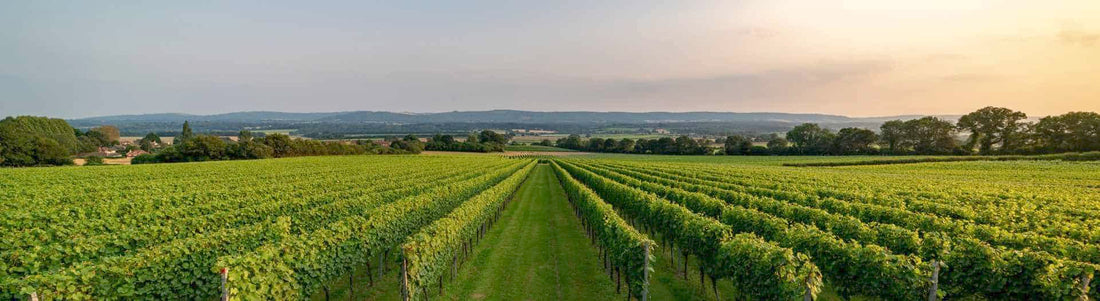 Roebuck Estates Interview