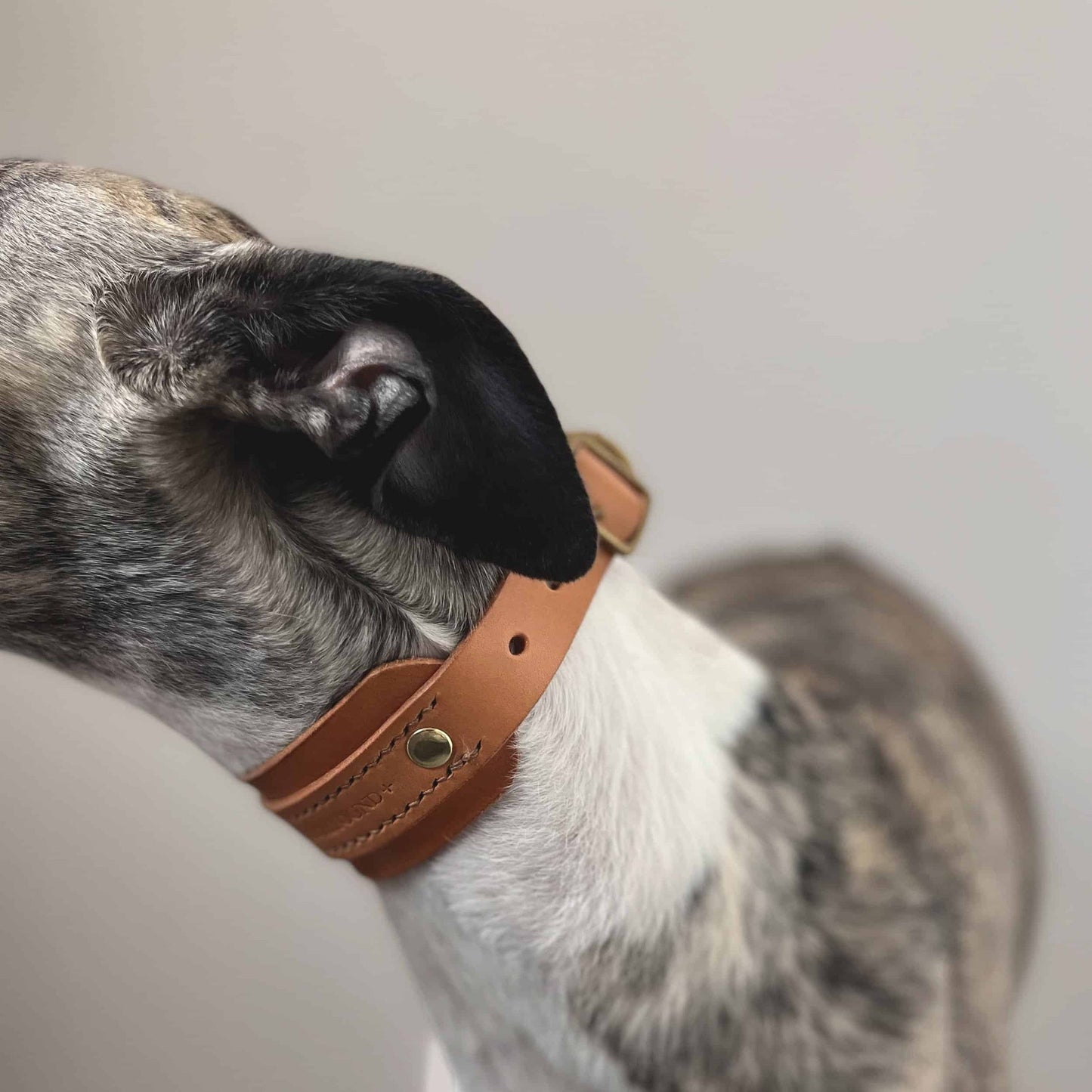 Raven Black Leather Sighthound Collar