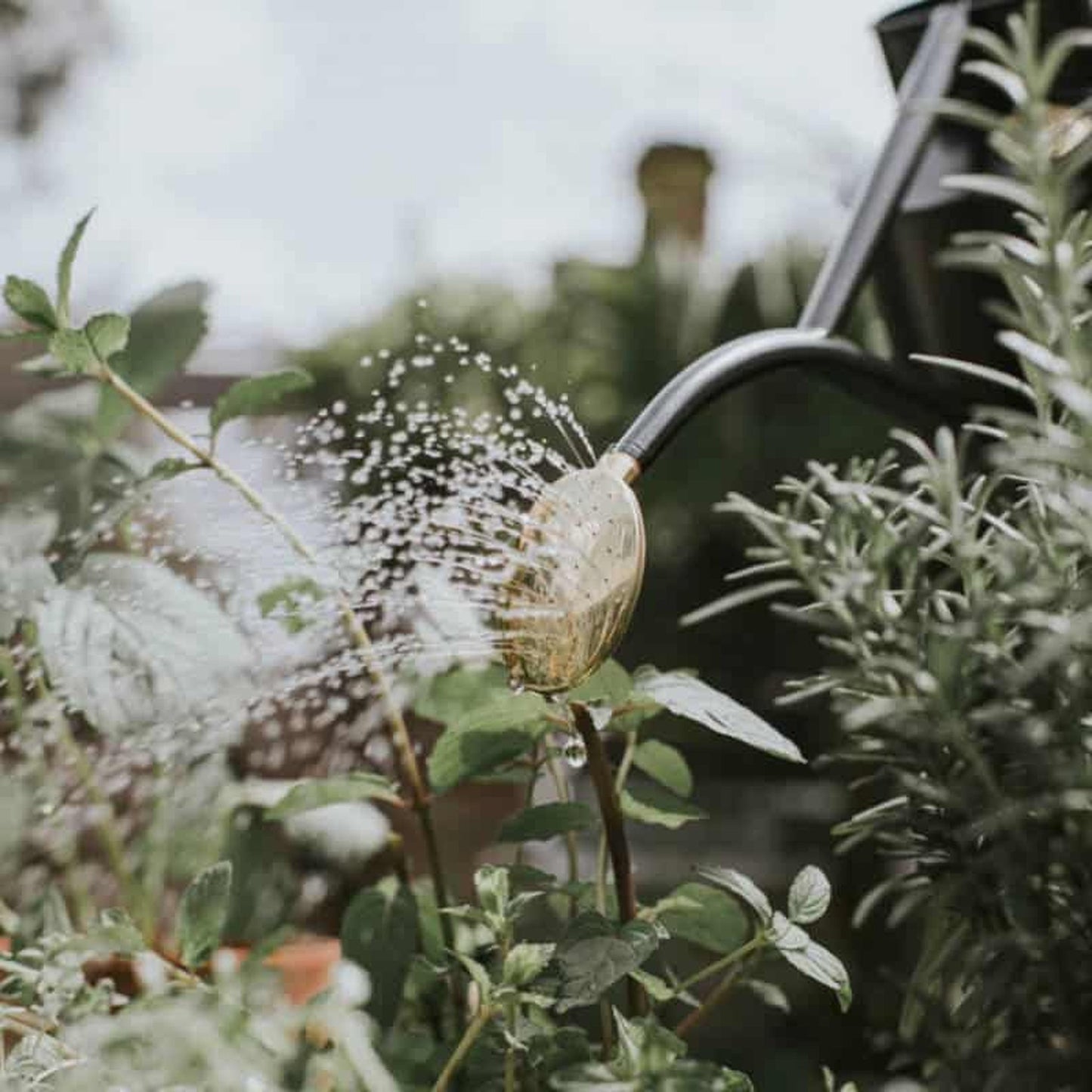 Rowley Ripple - Two Pint Graphite Watering Can